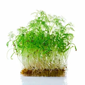 Микрозелень фенхеля XXL